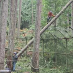 falling tree removal