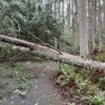 falling tree removal